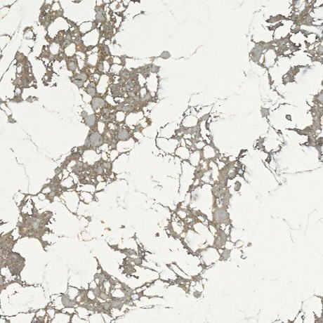 Arctic Arabescato quartz by ONE Quartz, a marble look colorway